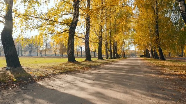 Picturesque autumn road with birches. Beautiful yellow leaves on the trees. The bright rays of the sun