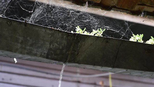 Water flowing thru broken and damaged old rusty rain gutter on the roof of the house after the storm