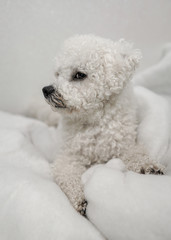 White Bichon dog on white background