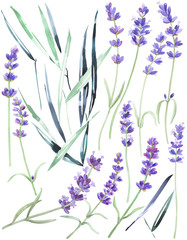 Watercolor lavender on an isolated white background, wild flowers,  garden grass, leaves, stock floral illustration, hand drawing.