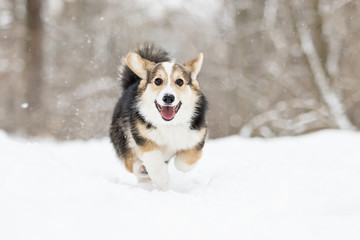 welsh corgi pembroke puppy running in the snow