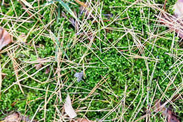 Forest floor with green vegetation and dry needles. Idea for a calendar page.