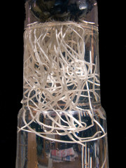 closeup of a roots, flower, nacka sweden, stockholm, sverige