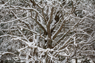 the branchy tree covered in snow