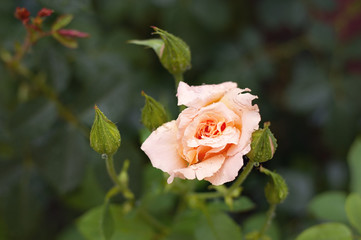pink rose after in garden