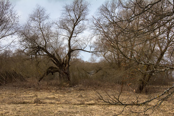 Fototapeta na wymiar old branchy tree in early spring