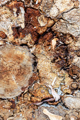 Old, dry stump. Top view of the saw with annual rings.