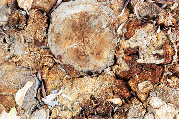Old, dry stump. Top view of the saw with annual rings.