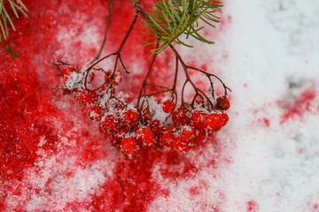 red Rowan berries on red snow, Rowan scarlet heart, ice and flame, red blood snow, scarlet Rowan in red berry juice on snow, selective focus