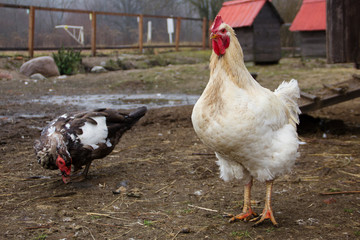 Beautiful Rooster standing on the grass in blurred nature green. Farming & Pet Concept.