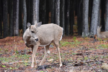 White Tail Doe Deer in Forest