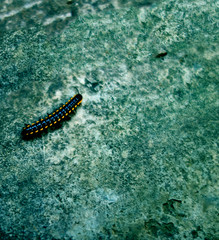 a yellow and black striped insect on a concrete floor close up.