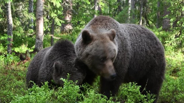 She-bear and Cubs of Brown bear in the summer forest. Natural habitat. Scientific name: Ursus Arctos. Natural habitat.