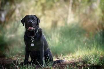 labrador 