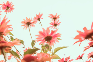 Fototapeta na wymiar Pink chamomile flowers blossom in summer over sky