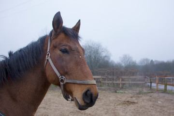 Fototapeta premium Portrait of a beautiful brown horse. 
