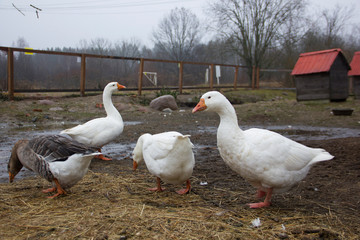 Beautiful duck. Farming & Pet Concept. 2019