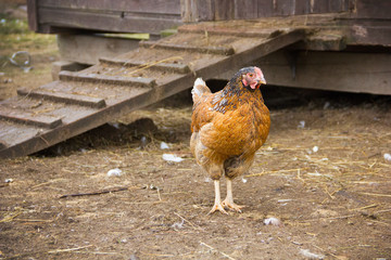 Fototapeta premium Brown chicken walking on the grass floor. Farming & Pet Concept.