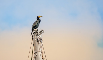 Cormorant on a masthead