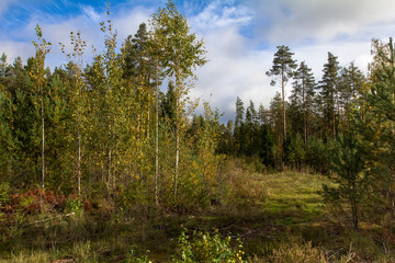 edge of autumn forest