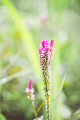 plants dandelions forest flowers