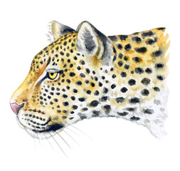 Realistic Leopard muzzle in profile isolated on white background. Watercolor. Illustration. Template. Hand drawing.  Close-up. Clip art. Hand drawn. Hand painted.