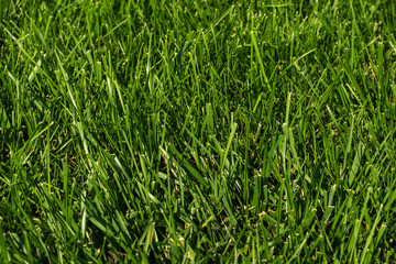 Lawn background. Green grass natural texture backdrop. Spring color.