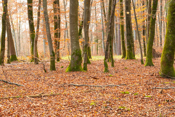 Obraz premium Herbst