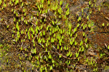 Schwanenhals-Sternmoos, Moos, Mnium hornum