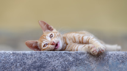 Smiling baby kitten, red tabby cat looking impishly, lying on a wall and miaows with opened mouth, Greece 