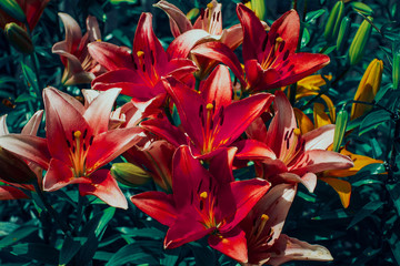 bush of red lilies in the garden