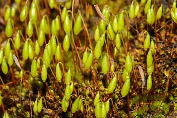 Schwanenhals-Sternmoos, Moos, Mnium hornum