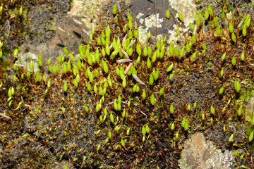 Schwanenhals-Sternmoos, Moos, Mnium hornum