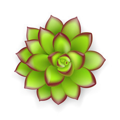 Vector realistic succulent plant isolated on white background. Bright green tropical flower.