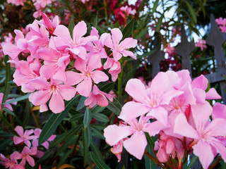 Oleander in Parkanlage