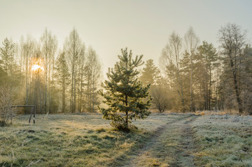 morning in the forest park