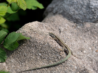 Lizard sitting on stone around the green nature. Wildlife Romania 