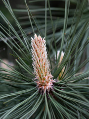 Fototapeta premium A selective focus shot of a beautiful pine flower on a pond pine leaf with blurred background