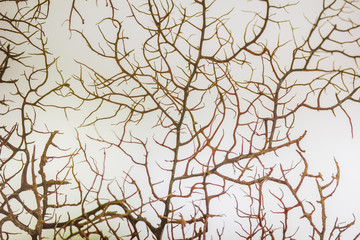 Image of dead corals suitable