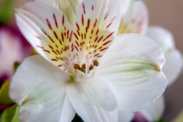 White alstroemeria flowers / lilly flowers bunch for decorative border