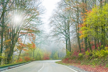Beautiful landscape of autumn leaves in orange, green and yellow colors in November. 