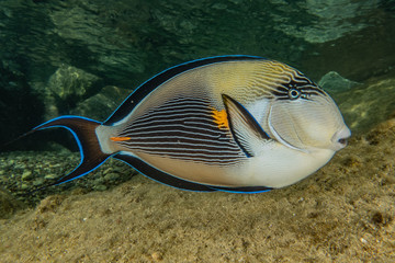 Fish swim in the Red Sea, colorful fish, Eilat Israel