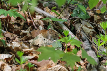 Waldmaus im Gebüsch, Apodemus flavicollis