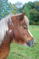 Fototapeta premium new forest pony portrait
