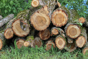 Gefällte Baumstämme der Korbweide, Salix viminalis, Querschnitt mit Jahresringen