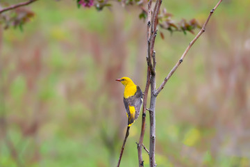 Yellow bird golden oriole. Nature background. Bird: Eurasian Golden Oriole.