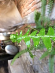 Gota de agua cayendo de una planta de hojas verdes (helecho)