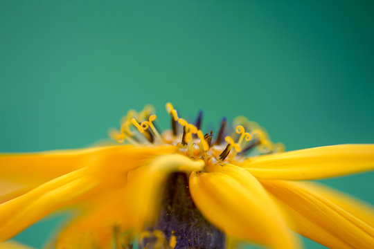 macro photo of big yellow flower with blurred petals on green natural background