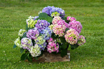 bush of hortensia flowers