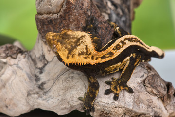 Rhacodactylus ciliatus lizzard from New Caledonia